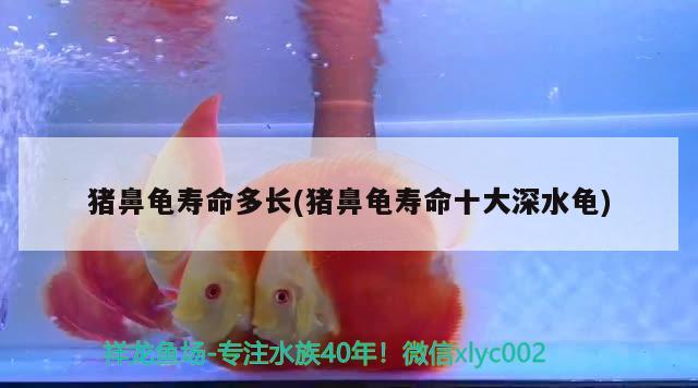 猪鼻龟寿命多长(猪鼻龟寿命十大深水龟)