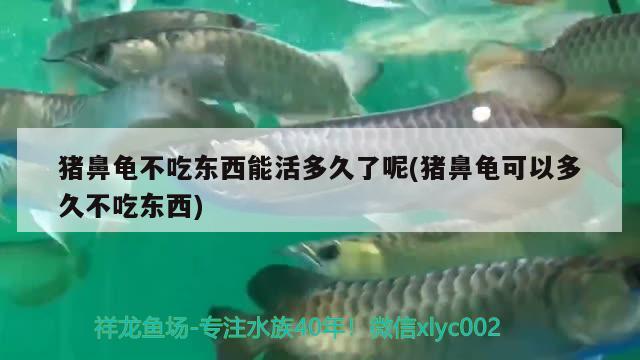 猪鼻龟不吃东西能活多久了呢(猪鼻龟可以多久不吃东西)