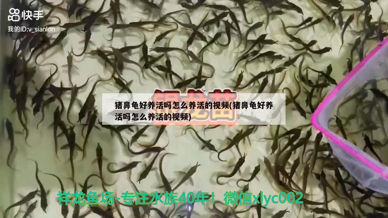 猪鼻龟好养活吗怎么养活的视频(猪鼻龟好养活吗怎么养活的视频)