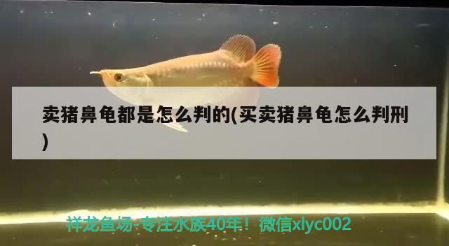 卖猪鼻龟都是怎么判的(买卖猪鼻龟怎么判刑) 猪鼻龟