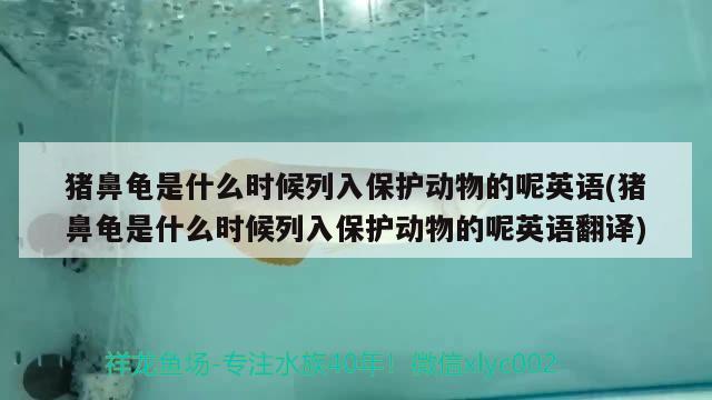 猪鼻龟是什么时候列入保护动物的呢英语(猪鼻龟是什么时候列入保护动物的呢英语翻译) 猪鼻龟