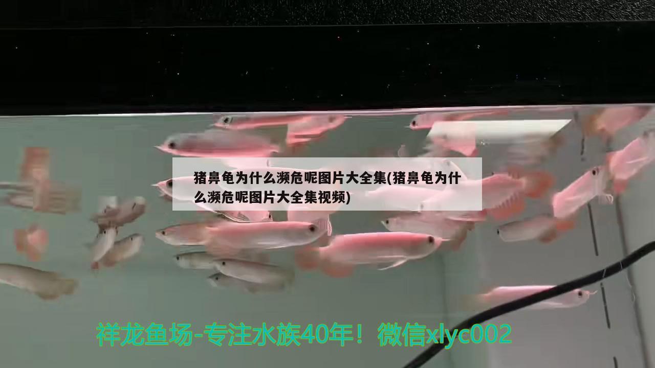 猪鼻龟为什么濒危呢图片大全集(猪鼻龟为什么濒危呢图片大全集视频) 猪鼻龟