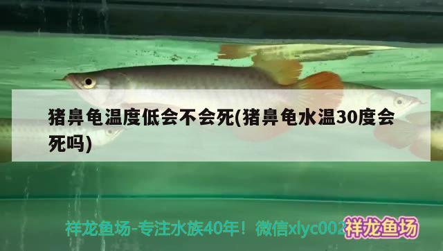 猪鼻龟温度低会不会死(猪鼻龟水温30度会死吗)