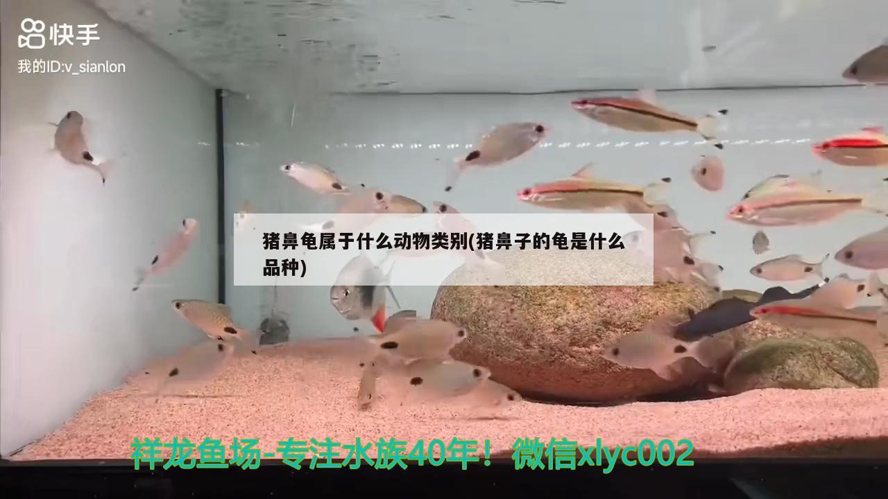 猪鼻龟属于什么动物类别(猪鼻子的龟是什么品种) 猪鼻龟