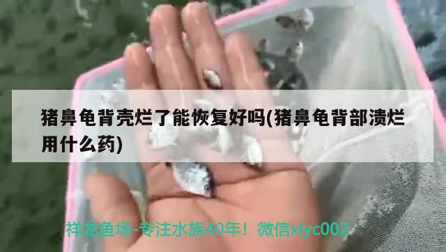 猪鼻龟背壳烂了能恢复好吗(猪鼻龟背部溃烂用什么药)