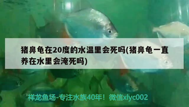 猪鼻龟在20度的水温里会死吗(猪鼻龟一直养在水里会淹死吗) 猪鼻龟