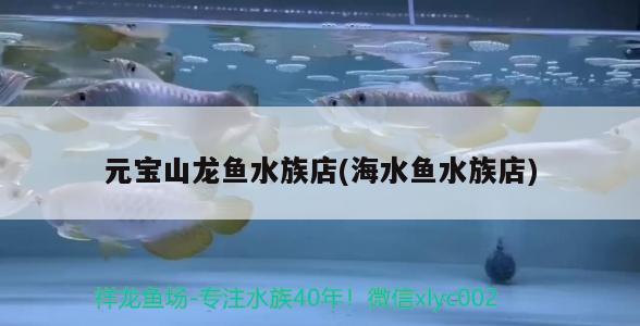 元宝山龙鱼水族店(海水鱼水族店) 海水鱼 第2张