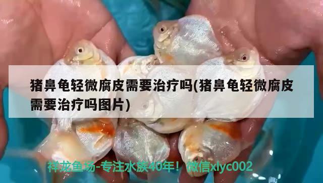 猪鼻龟轻微腐皮需要治疗吗(猪鼻龟轻微腐皮需要治疗吗图片)