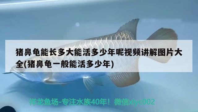 猪鼻龟能长多大能活多少年呢视频讲解图片大全(猪鼻龟一般能活多少年)