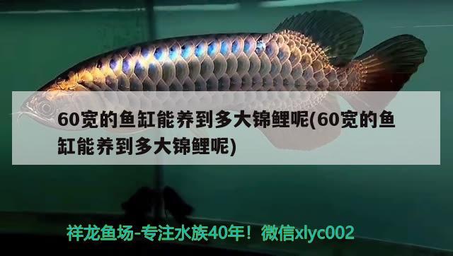 60宽的鱼缸能养到多大锦鲤呢(60宽的鱼缸能养到多大锦鲤呢) 泰庞海鲢鱼