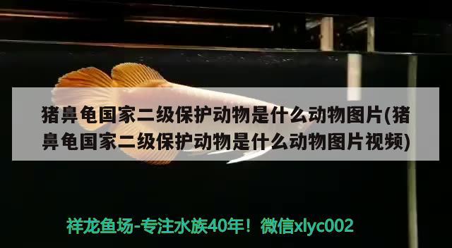 猪鼻龟国家二级保护动物是什么动物图片(猪鼻龟国家二级保护动物是什么动物图片视频)