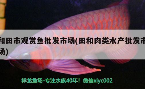 和田市观赏鱼批发市场(田和肉类水产批发市场) 观赏鱼批发