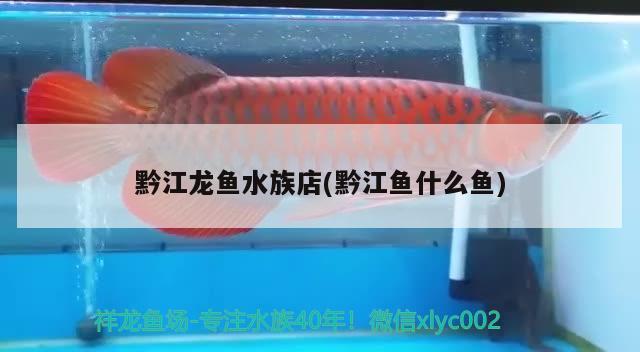 黔江龙鱼水族店(黔江鱼什么鱼)