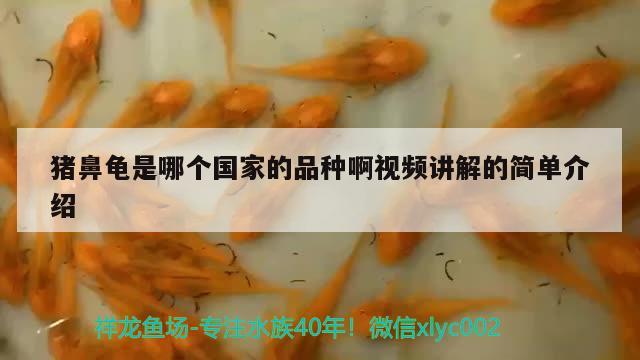 猪鼻龟是哪个国家的品种啊视频讲解的简单介绍 猪鼻龟