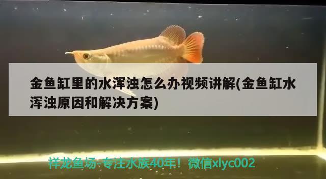 金鱼缸里的水浑浊怎么办视频讲解(金鱼缸水浑浊原因和解决方案) 银龙鱼苗