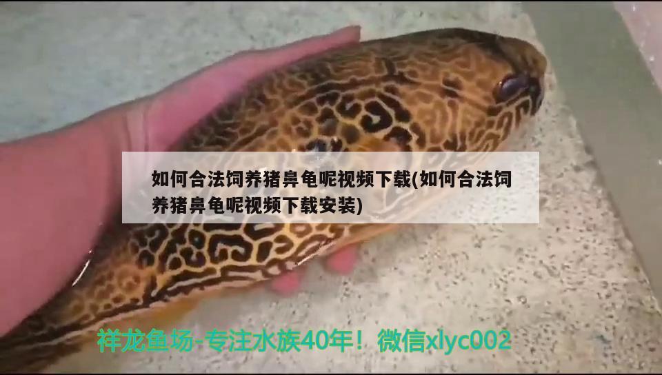 如何合法饲养猪鼻龟呢视频下载(如何合法饲养猪鼻龟呢视频下载安装)