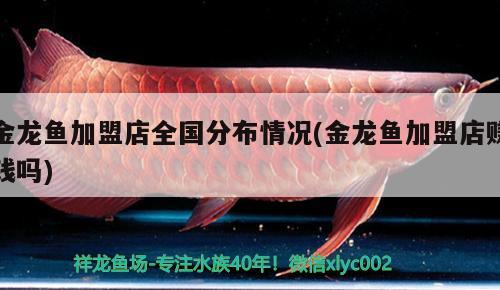 金龙鱼加盟店全国分布情况(金龙鱼加盟店赚钱吗) 观赏鱼市场 第2张