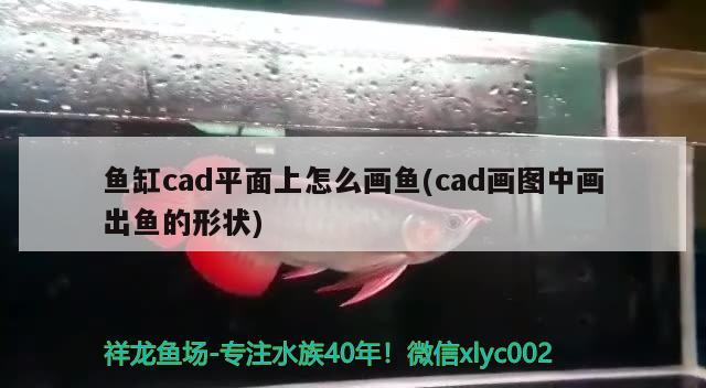 鱼缸cad平面上怎么画鱼(cad画图中画出鱼的形状) 元宝凤凰鱼专用鱼粮