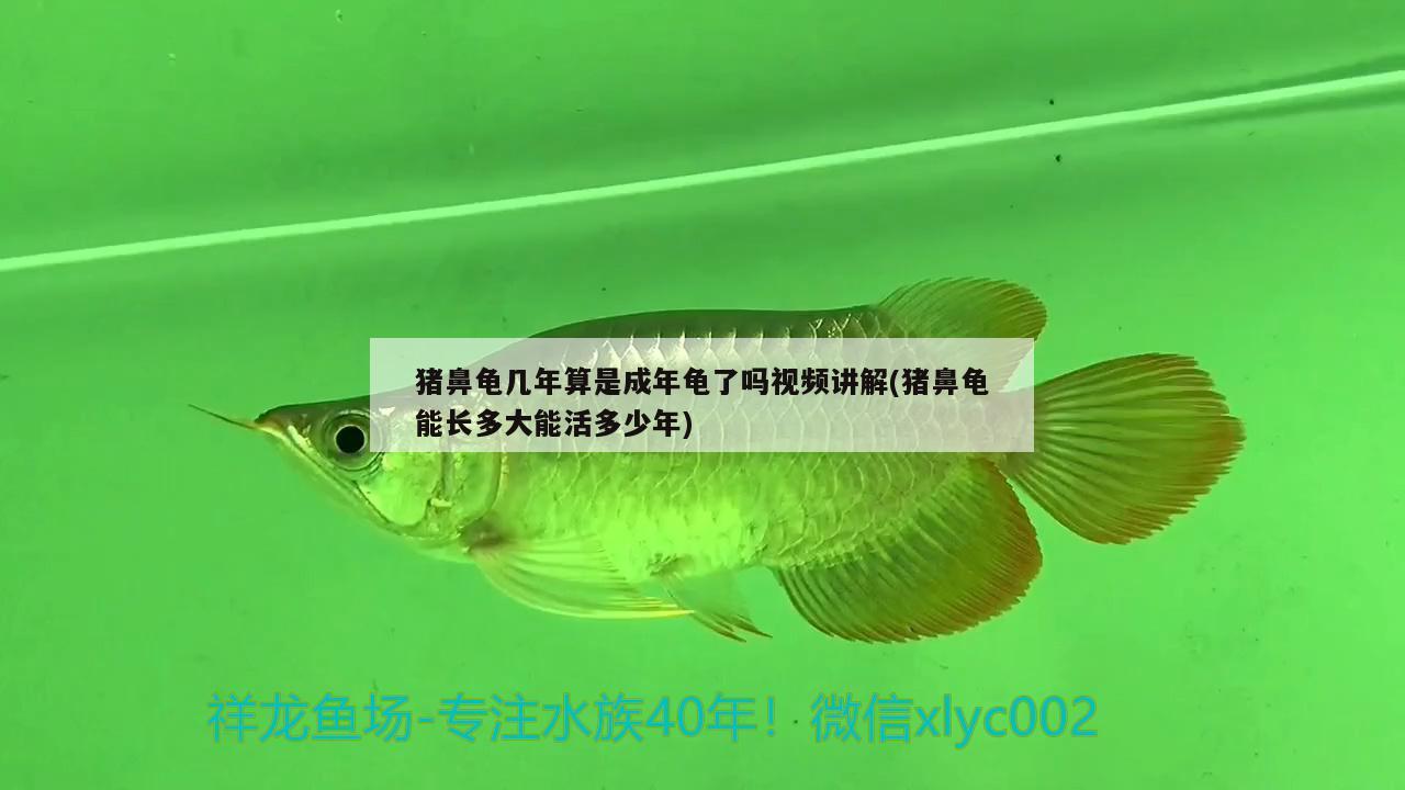 猪鼻龟几年算是成年龟了吗视频讲解(猪鼻龟能长多大能活多少年) 猪鼻龟 第2张