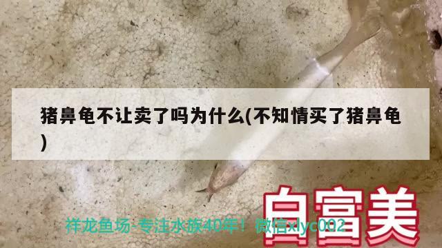 猪鼻龟不让卖了吗为什么(不知情买了猪鼻龟)