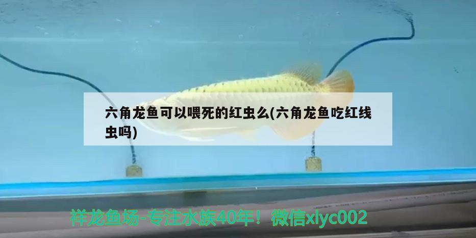 六角龙鱼可以喂死的红虫么(六角龙鱼吃红线虫吗) 广州水族器材滤材批发市场