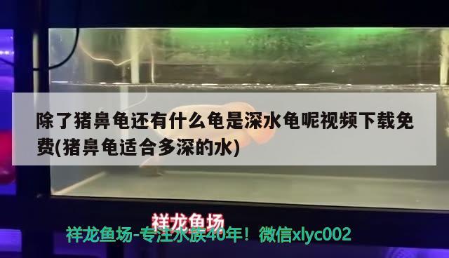 除了猪鼻龟还有什么龟是深水龟呢视频下载免费(猪鼻龟适合多深的水) 猪鼻龟