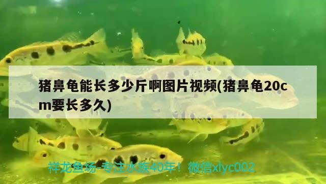 猪鼻龟能长多少斤啊图片视频(猪鼻龟20cm要长多久)