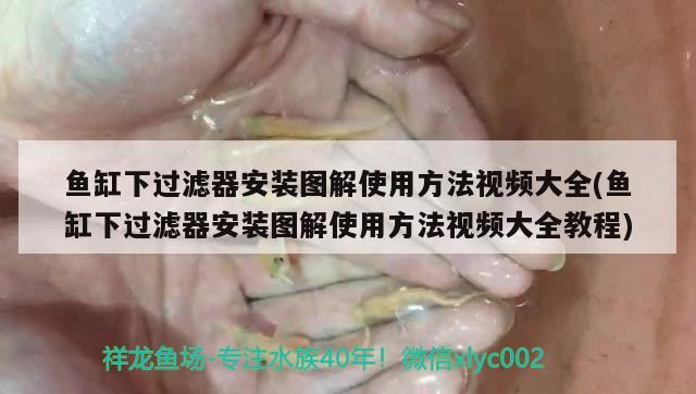 鱼缸下过滤器安装图解使用方法视频大全(鱼缸下过滤器安装图解使用方法视频大全教程)