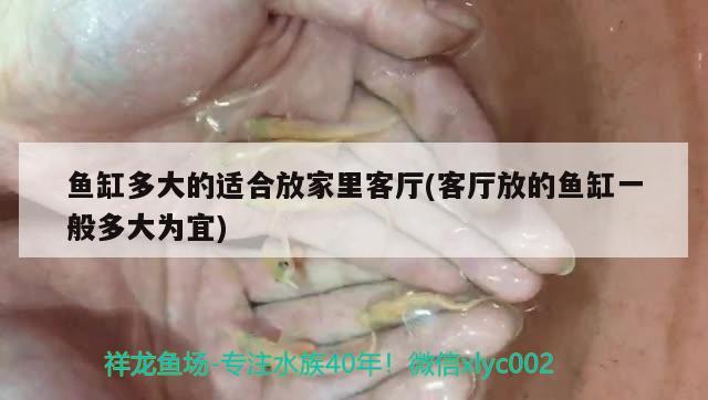 鱼缸多大的适合放家里客厅(客厅放的鱼缸一般多大为宜)