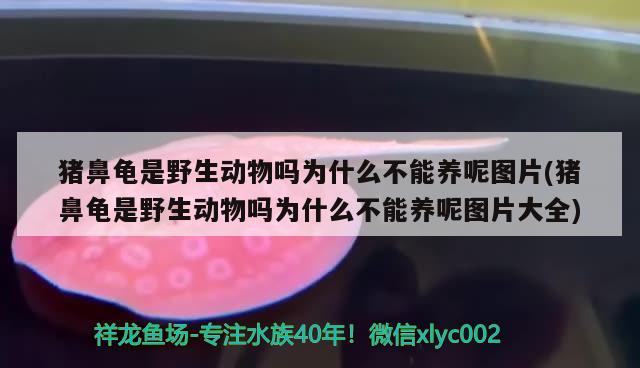 猪鼻龟是野生动物吗为什么不能养呢图片(猪鼻龟是野生动物吗为什么不能养呢图片大全) 猪鼻龟