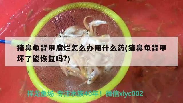 猪鼻龟背甲腐烂怎么办用什么药(猪鼻龟背甲坏了能恢复吗?) 猪鼻龟