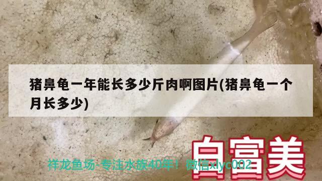 猪鼻龟一年能长多少斤肉啊图片(猪鼻龟一个月长多少)