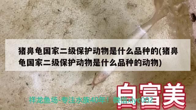 猪鼻龟国家二级保护动物是什么品种的(猪鼻龟国家二级保护动物是什么品种的动物) 猪鼻龟