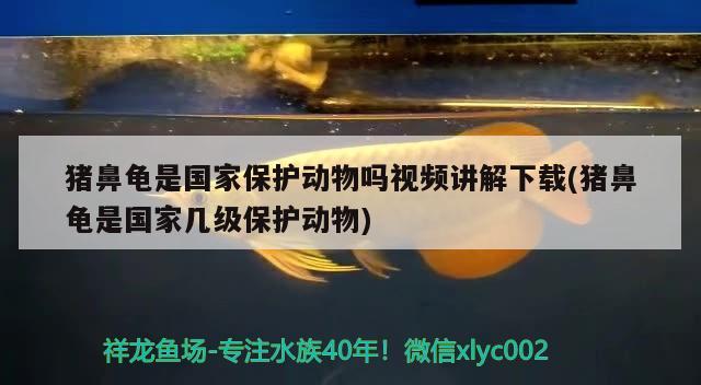 猪鼻龟是国家保护动物吗视频讲解下载(猪鼻龟是国家几级保护动物) 猪鼻龟