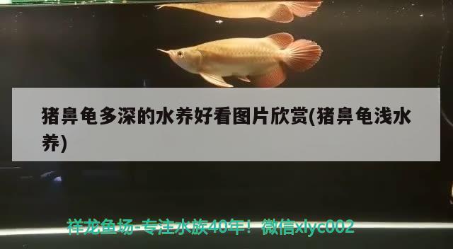 猪鼻龟多深的水养好看图片欣赏(猪鼻龟浅水养)