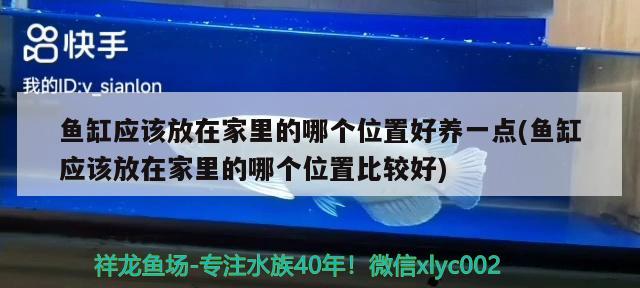 鱼缸应该放在家里的哪个位置好养一点(鱼缸应该放在家里的哪个位置比较好)