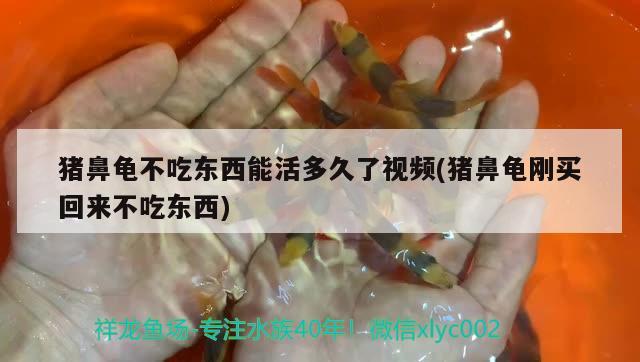 猪鼻龟不吃东西能活多久了视频(猪鼻龟刚买回来不吃东西) 猪鼻龟