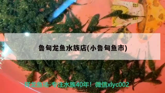 鲁甸龙鱼水族店(小鲁甸鱼市) 黑云鱼