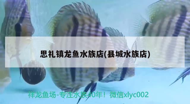 思礼镇龙鱼水族店(县城水族店) 眼斑鱼