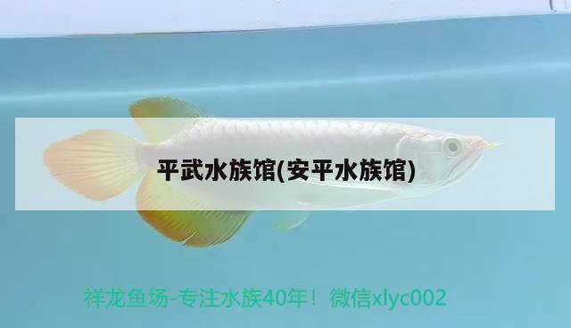 平武水族馆(安平水族馆) 黄吉金龙（白子金龙鱼）