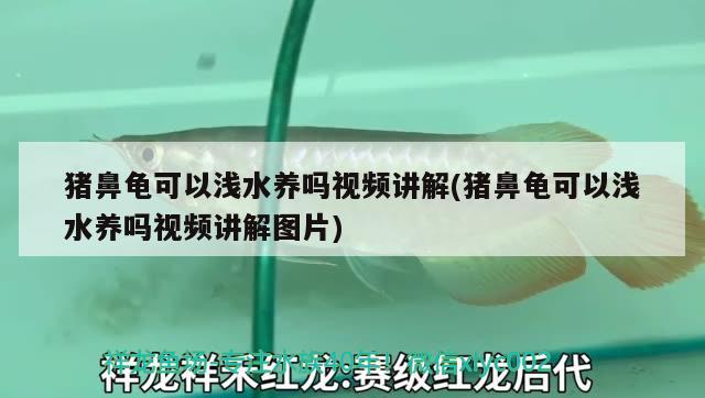 猪鼻龟可以浅水养吗视频讲解(猪鼻龟可以浅水养吗视频讲解图片) 猪鼻龟