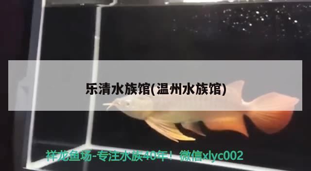 乐清水族馆(温州水族馆) 黄吉金龙（白子金龙鱼）