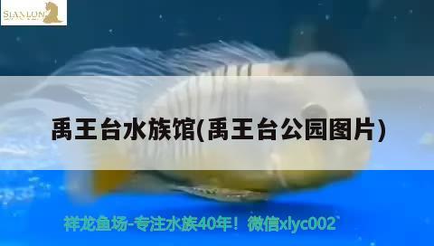 禹王台水族馆(禹王台公园图片)