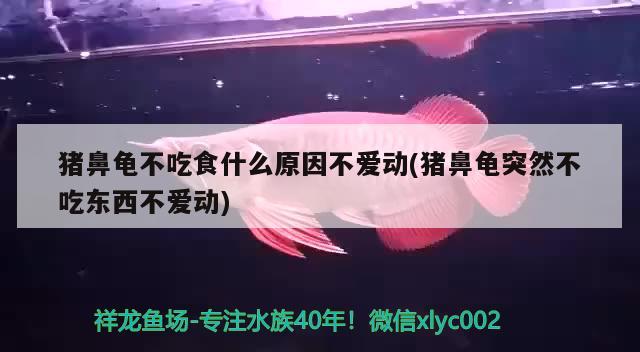 猪鼻龟不吃食什么原因不爱动(猪鼻龟突然不吃东西不爱动) 猪鼻龟