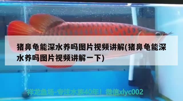 猪鼻龟能深水养吗图片视频讲解(猪鼻龟能深水养吗图片视频讲解一下)