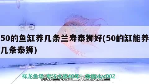 50的鱼缸养几条兰寿泰狮好(50的缸能养几条泰狮)