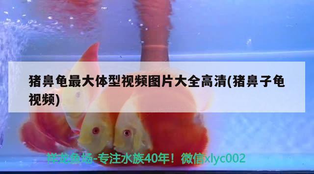 猪鼻龟最大体型视频图片大全高清(猪鼻子龟视频) 猪鼻龟