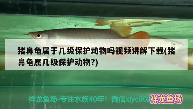 猪鼻龟属于几级保护动物吗视频讲解下载(猪鼻龟属几级保护动物?)