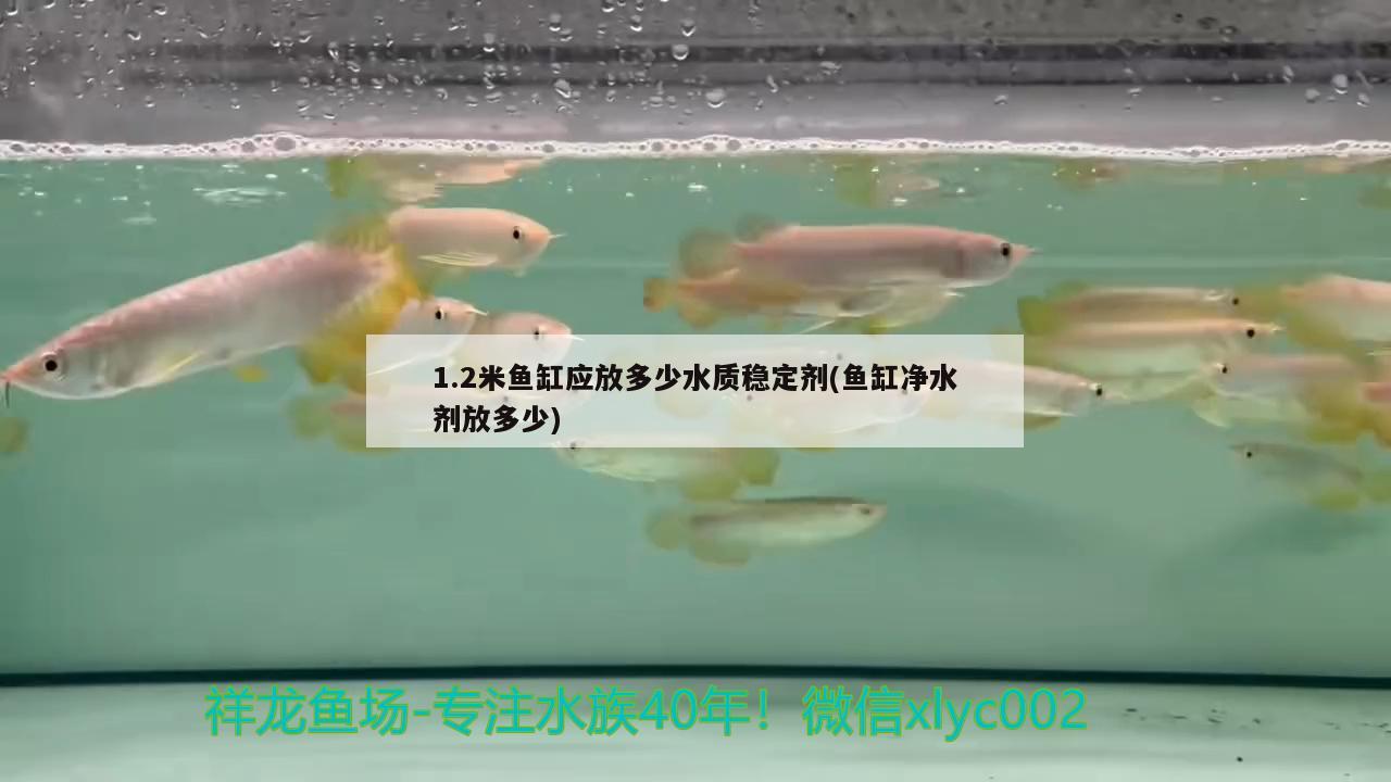 1.2米鱼缸应放多少水质稳定剂(鱼缸净水剂放多少)