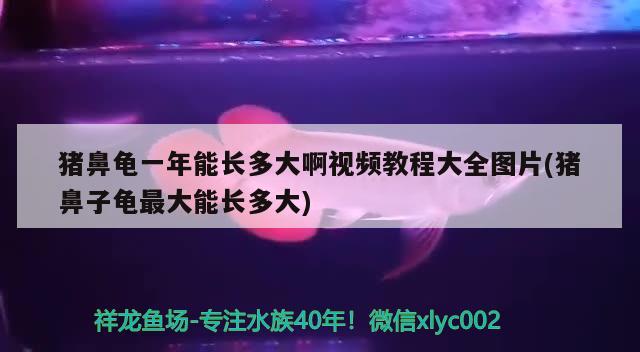 猪鼻龟一年能长多大啊视频教程大全图片(猪鼻子龟最大能长多大) 猪鼻龟